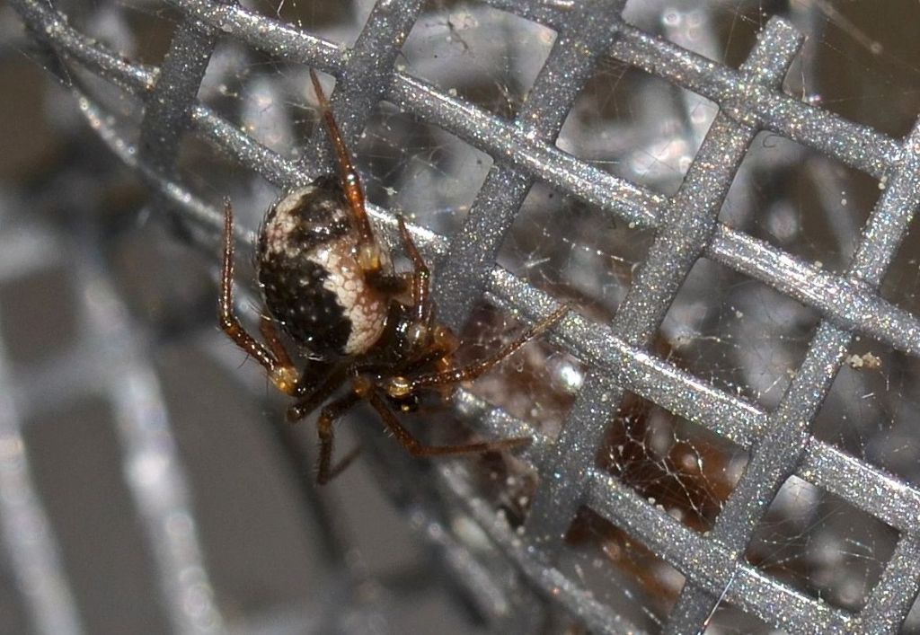 Sardinidion blackwalli preda Zygiella sp. - Grosseto